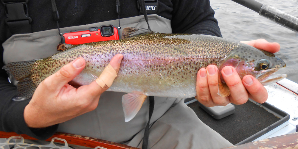A nice close up of a beautiful, feisty  'Bow. Photo: Jeff White