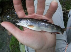 Although it's quite uncommon, these little guys find their way into the river from time to time! 
