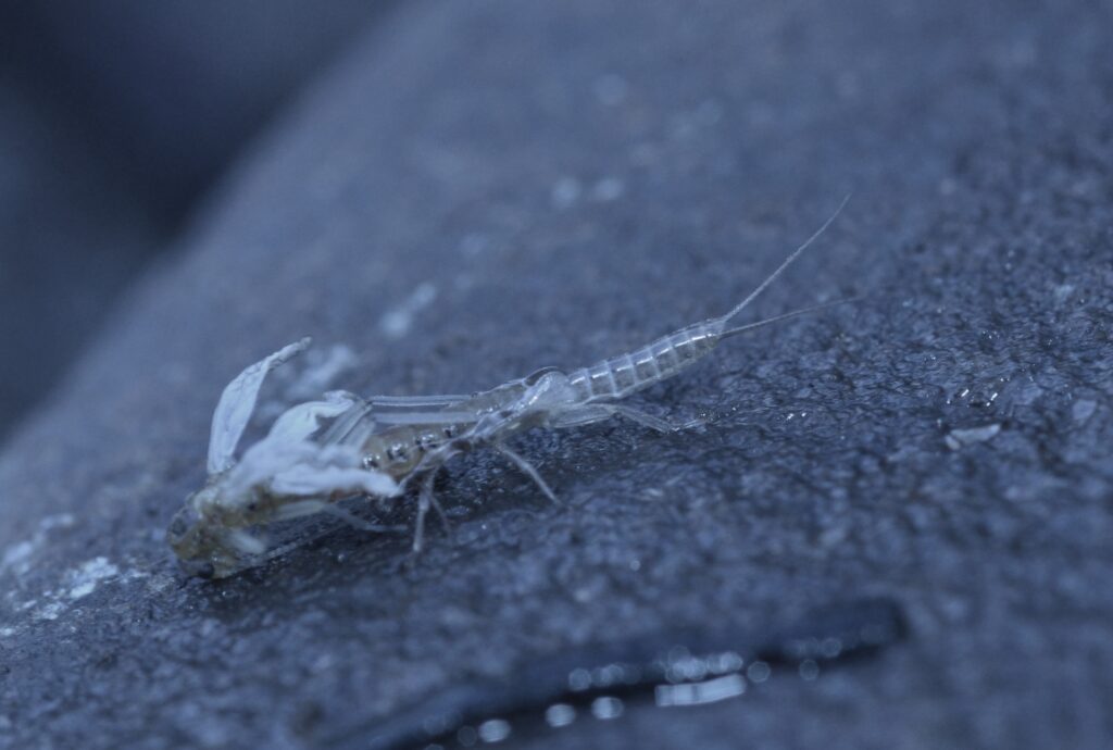 We're still finding some early stoneflies so definitely carry the patterns on the river
